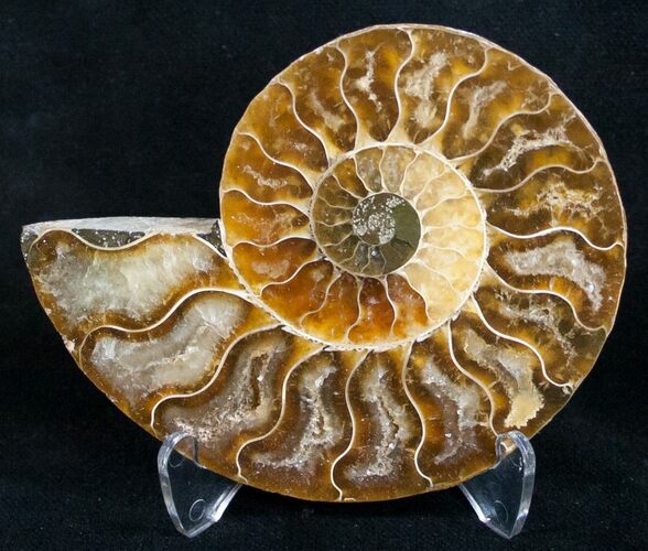Beautiful Ammonite Fossil (Half) #9624